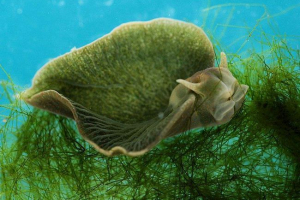 Тварини та фотосинтез: як вижити за рахунок днк-заводів? Тварини та фотосинтез: як вижити за рахунок днк-заводів?